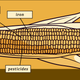 Illustration for article titled Is Humanity Already Playing God With Its Precious Food Supply?